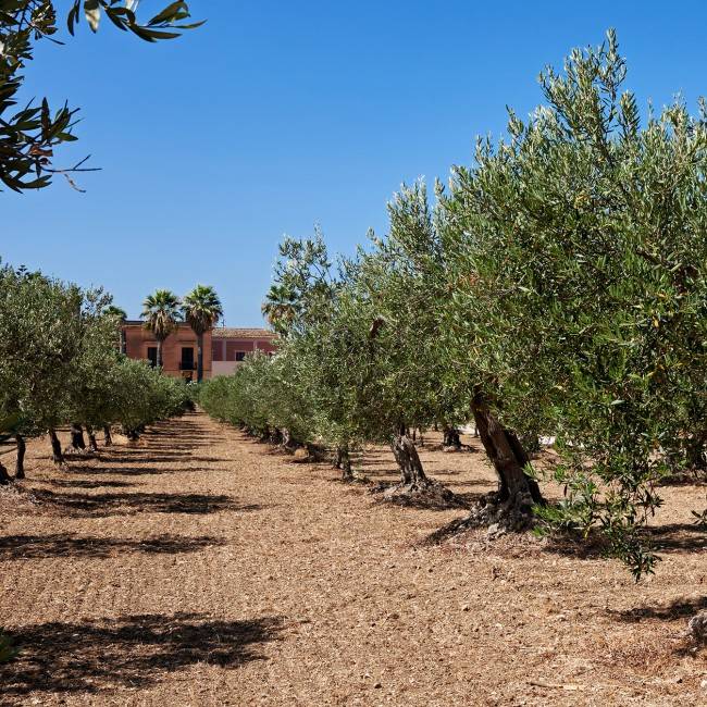 Baglioingardia.com - Sito Azienda Agricola ed E-commerce di prodotti Biologici